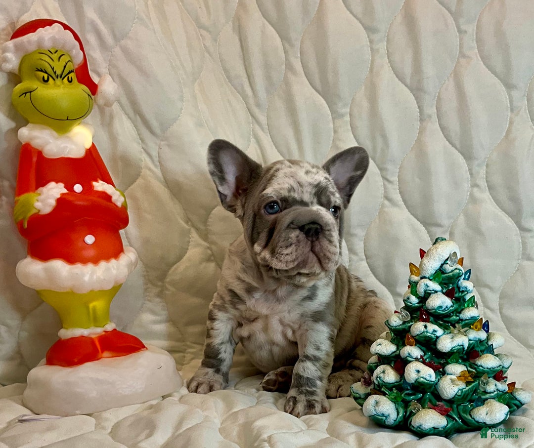 French Bulldog dogs for sale: Garmin - Ad 9