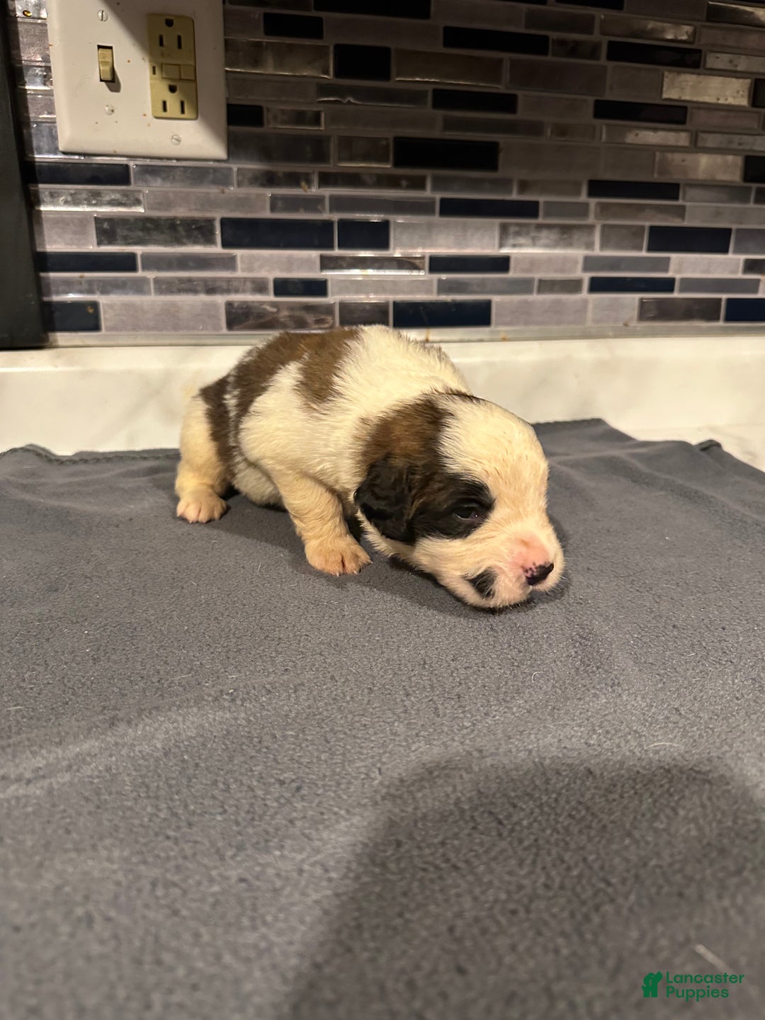 Saint Bernard dogs for sale: Puppy 3 - Ad 19