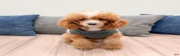 Cavapoo dogs for sale: Miles - Ad 6