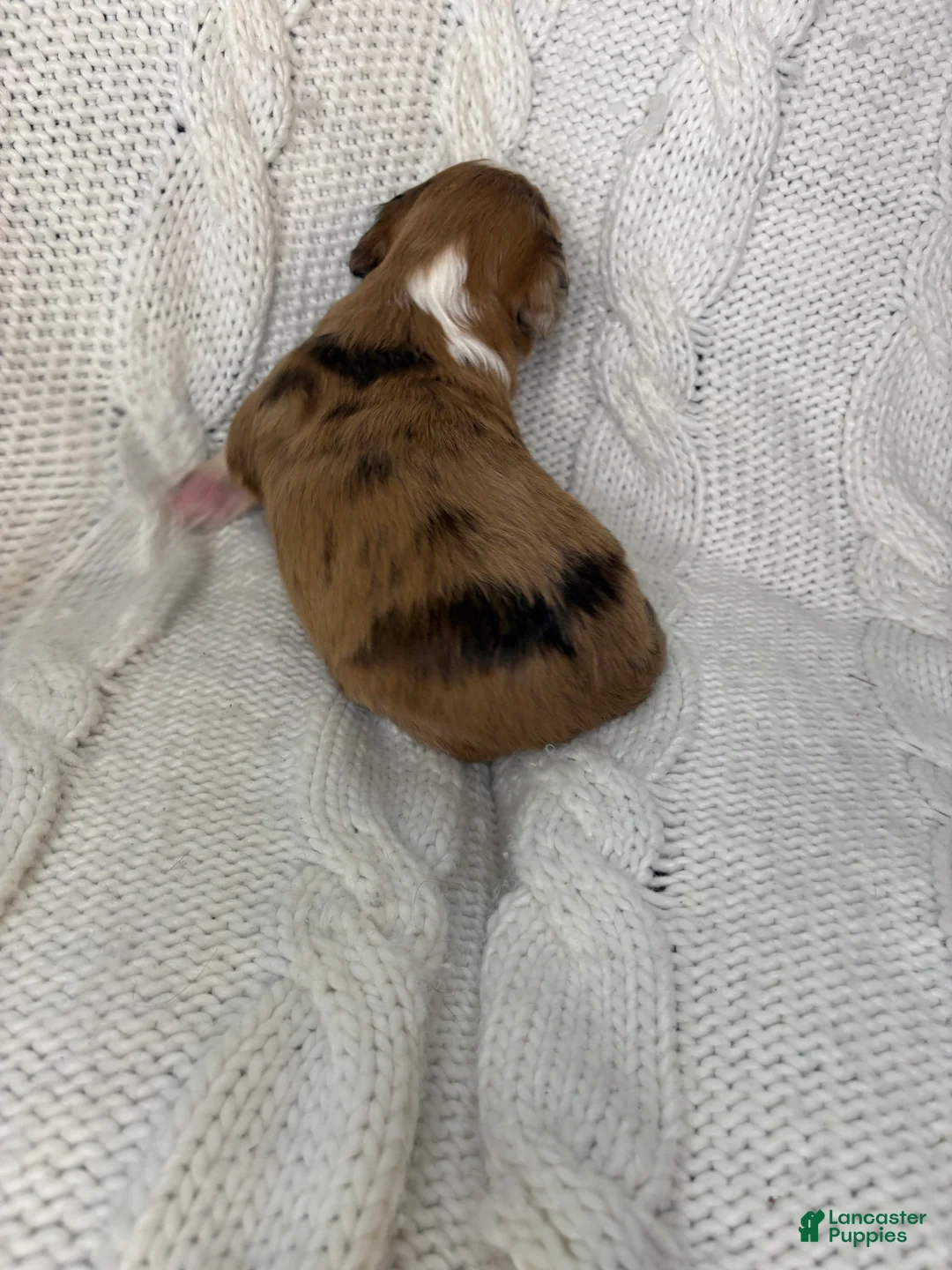 Mini Aussiedoodle dogs for sale: Mini Aussiedoodle Puppy 2 - Ad 4