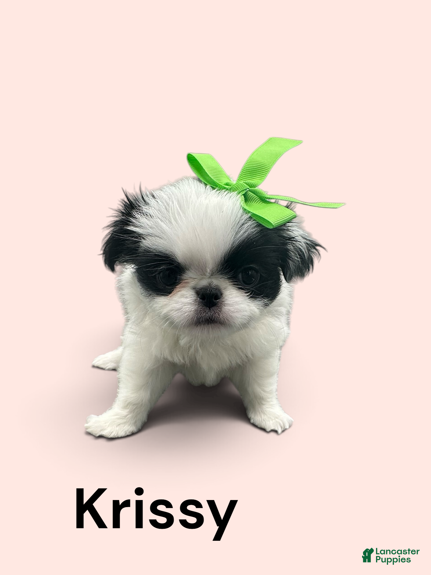 Japanese Chin dogs Krissy - Ad 1