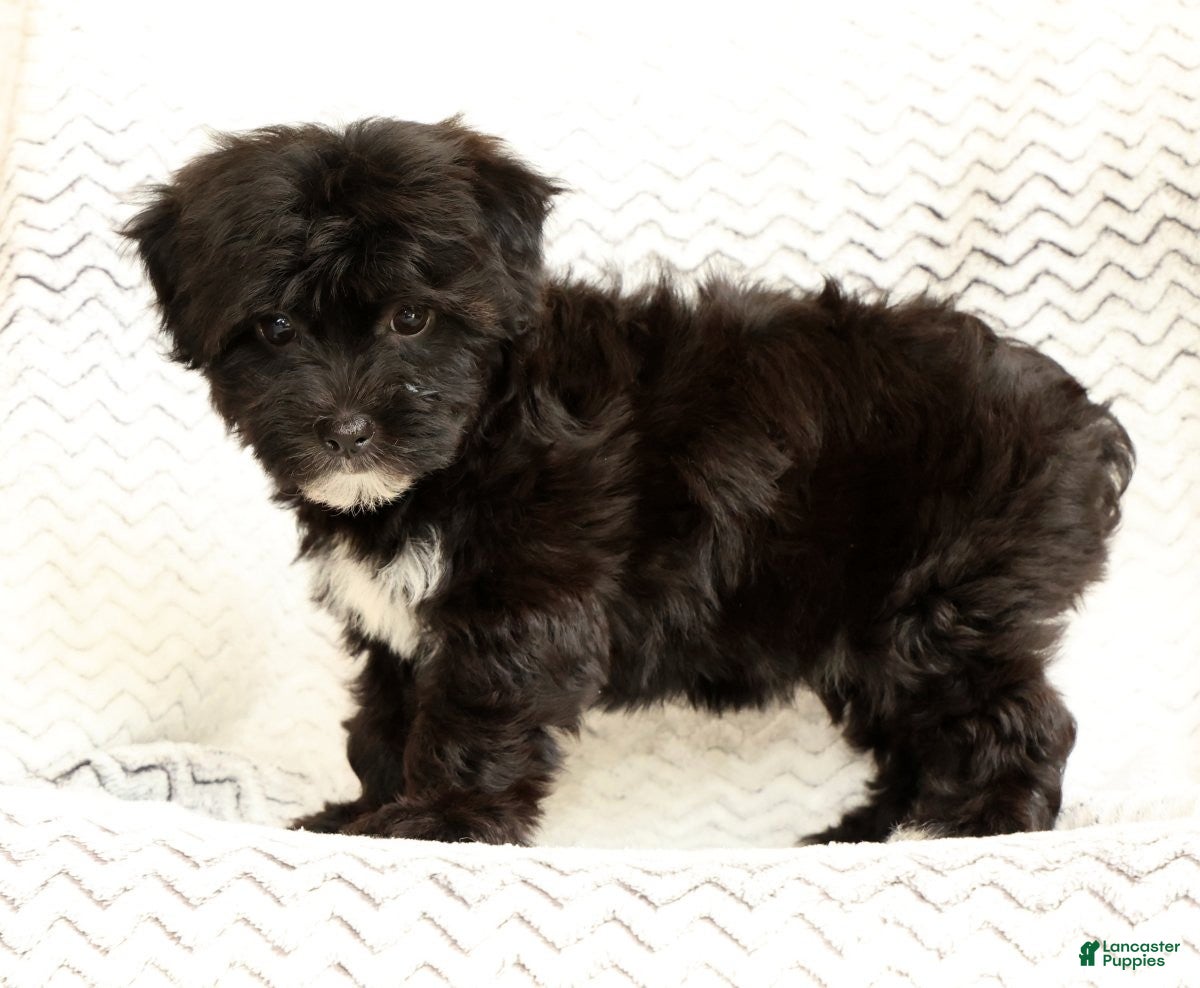 Yochon dogs Oreo - Ad 2
