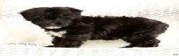 Yochon dogs for sale: Oreo - Ad 2