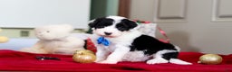 Sheepadoodle dogs for sale: Leo - Ad 1
