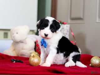 Sheepadoodle dogs Leo - Ad 11