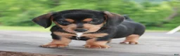 Miniature Dachshund dogs for sale: Forest - Ad 4
