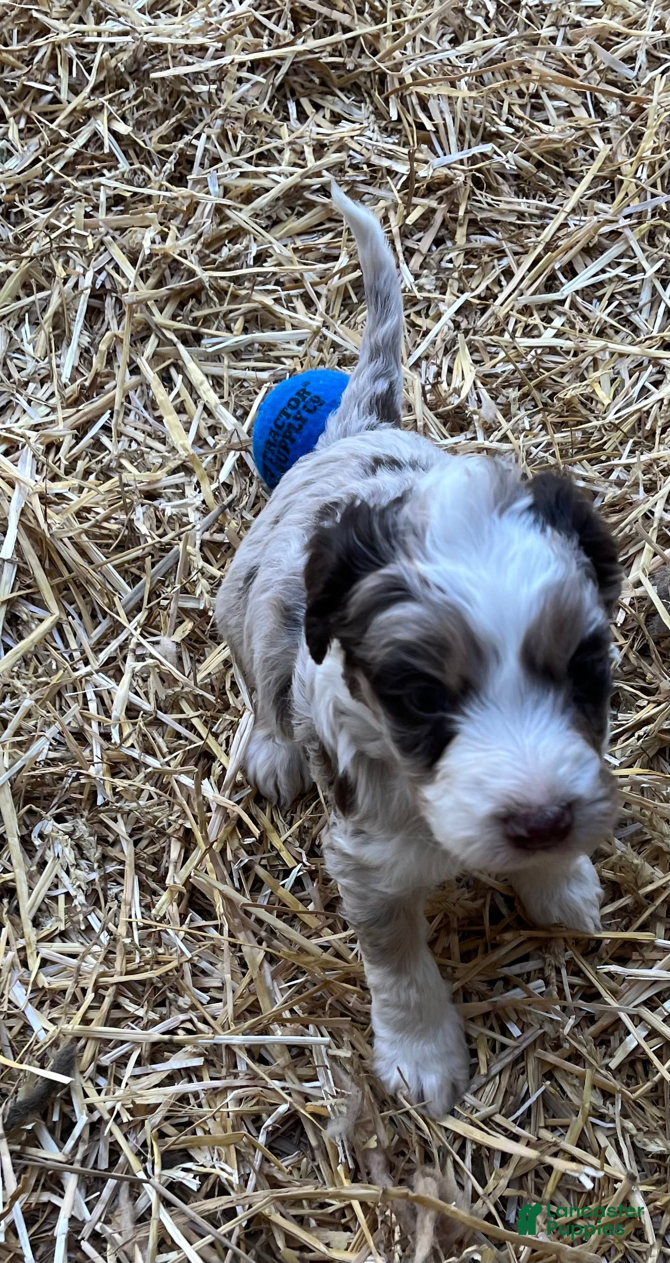 Aussiedoodle dogs Aussiedoodle Puppy 1 - Ad 2