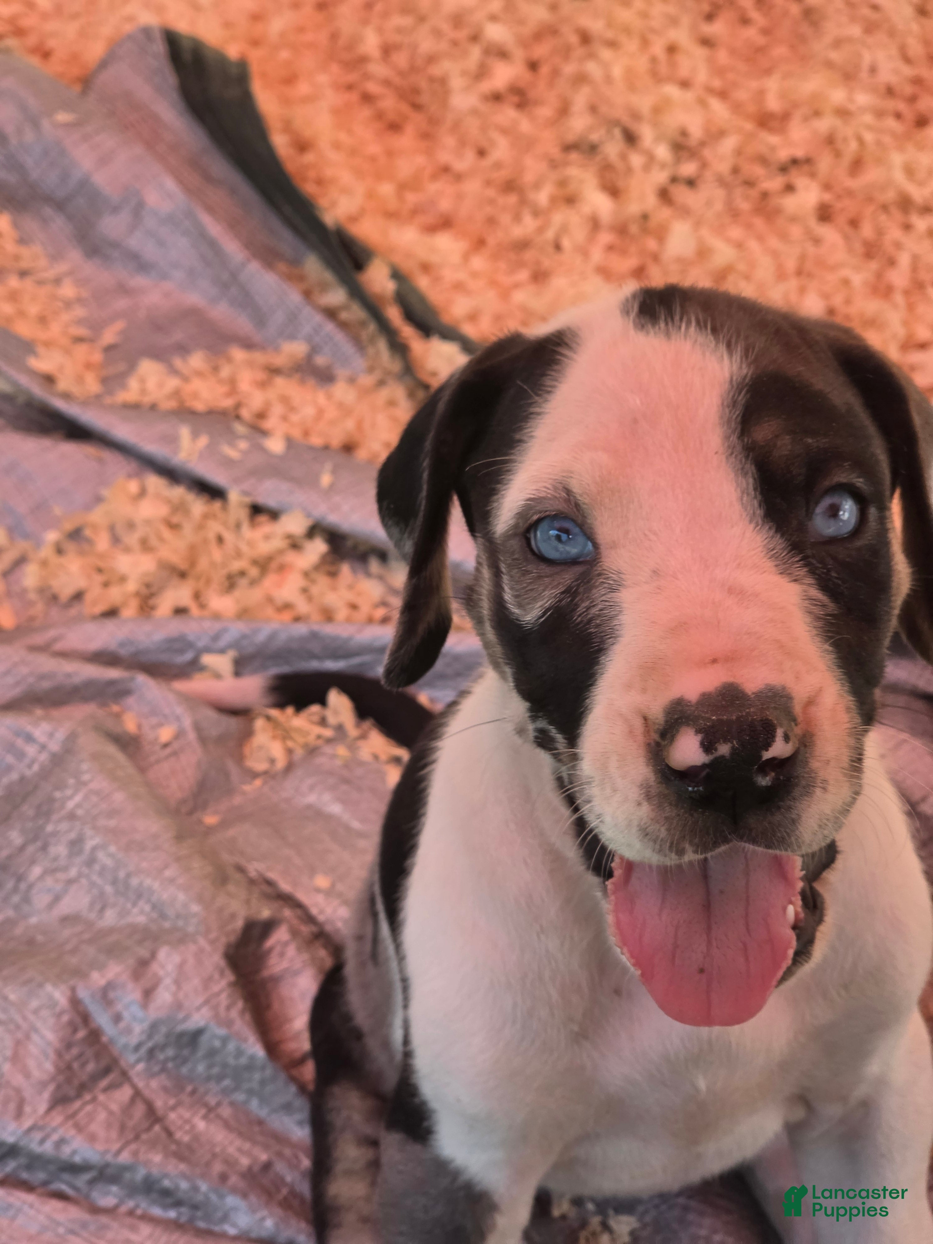 Great Dane dogs Juno - Ad 38
