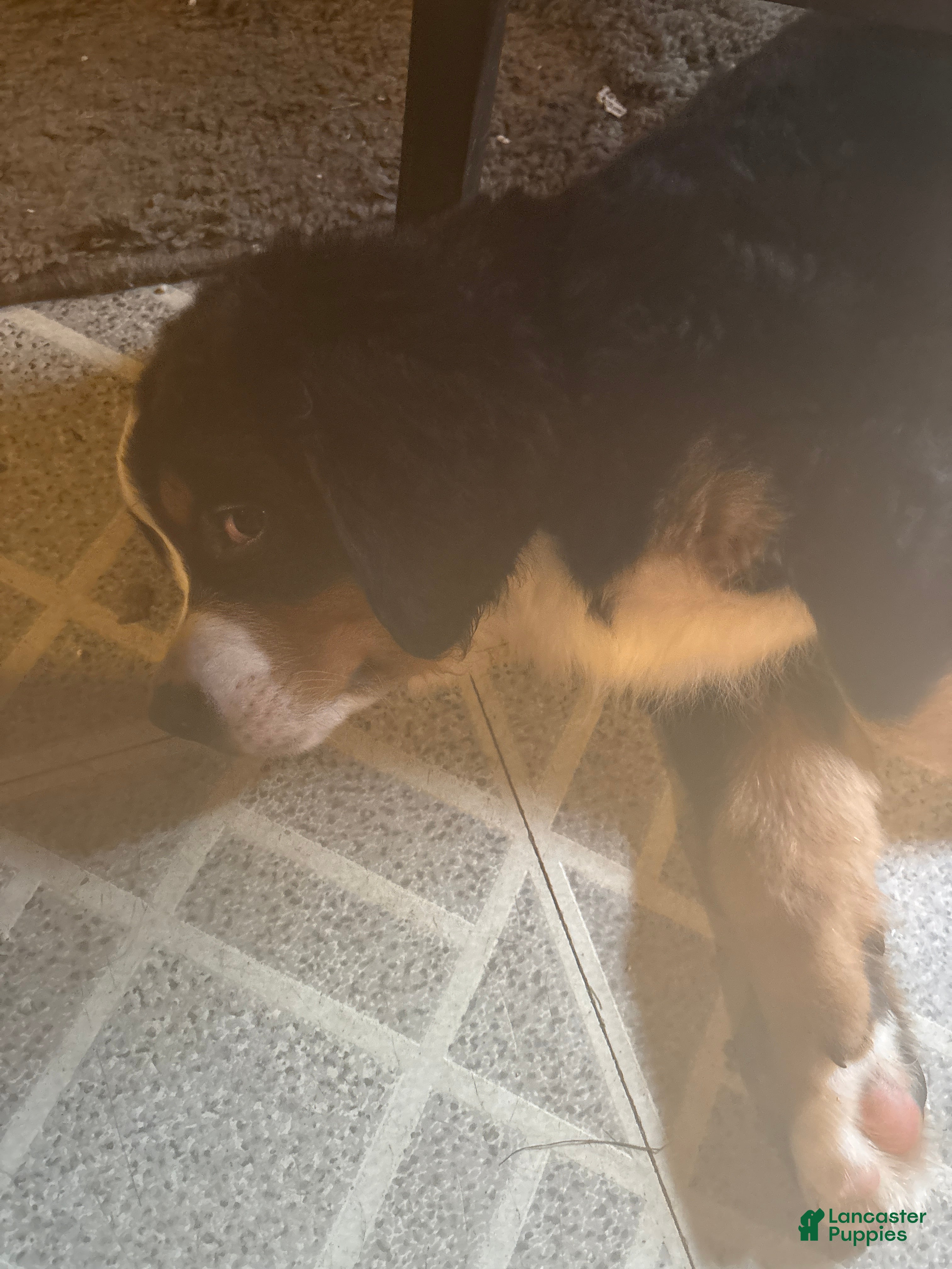 Bernese Mountain Dog dogs Bernese Mountain Dog Puppy 1 - Ad 5