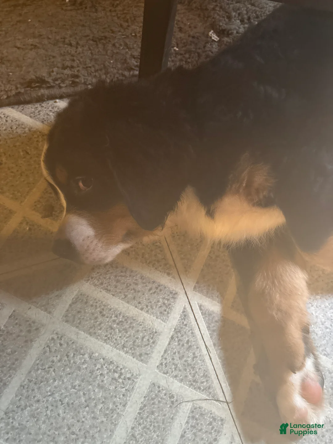 Bernese Mountain Dog dogs for sale: Bernese Mountain Dog Puppy 1 - Ad 1