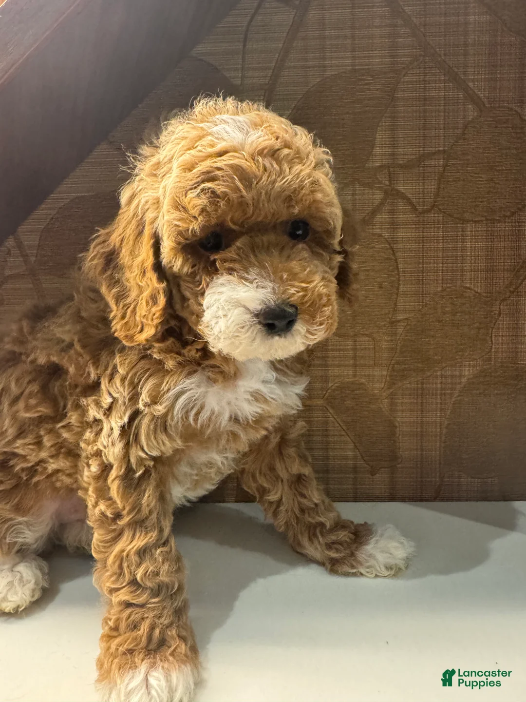 Toy Poodle dogs for sale: Cappuccino - Ad 6