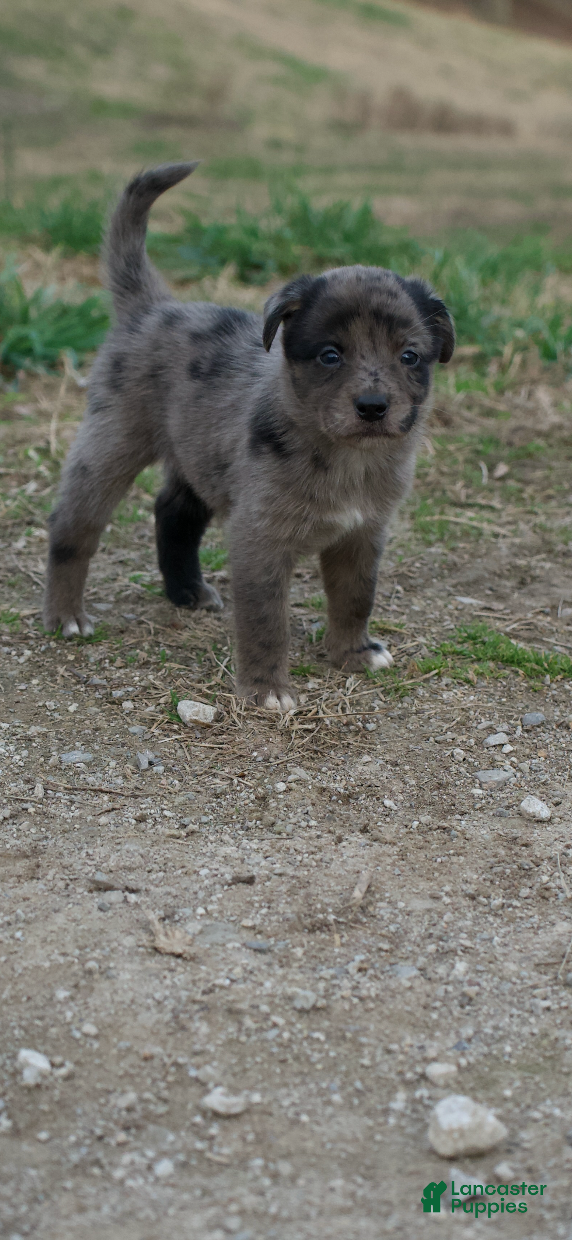 Mixed Breed dogs Mixed Breed Puppy 6 - Ad 41