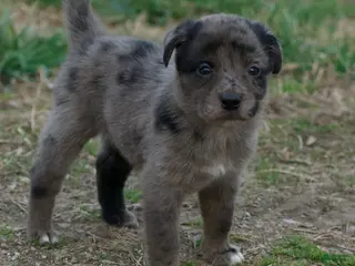 Mixed Breed dogs Mixed Breed Puppy 6 - Ad 41
