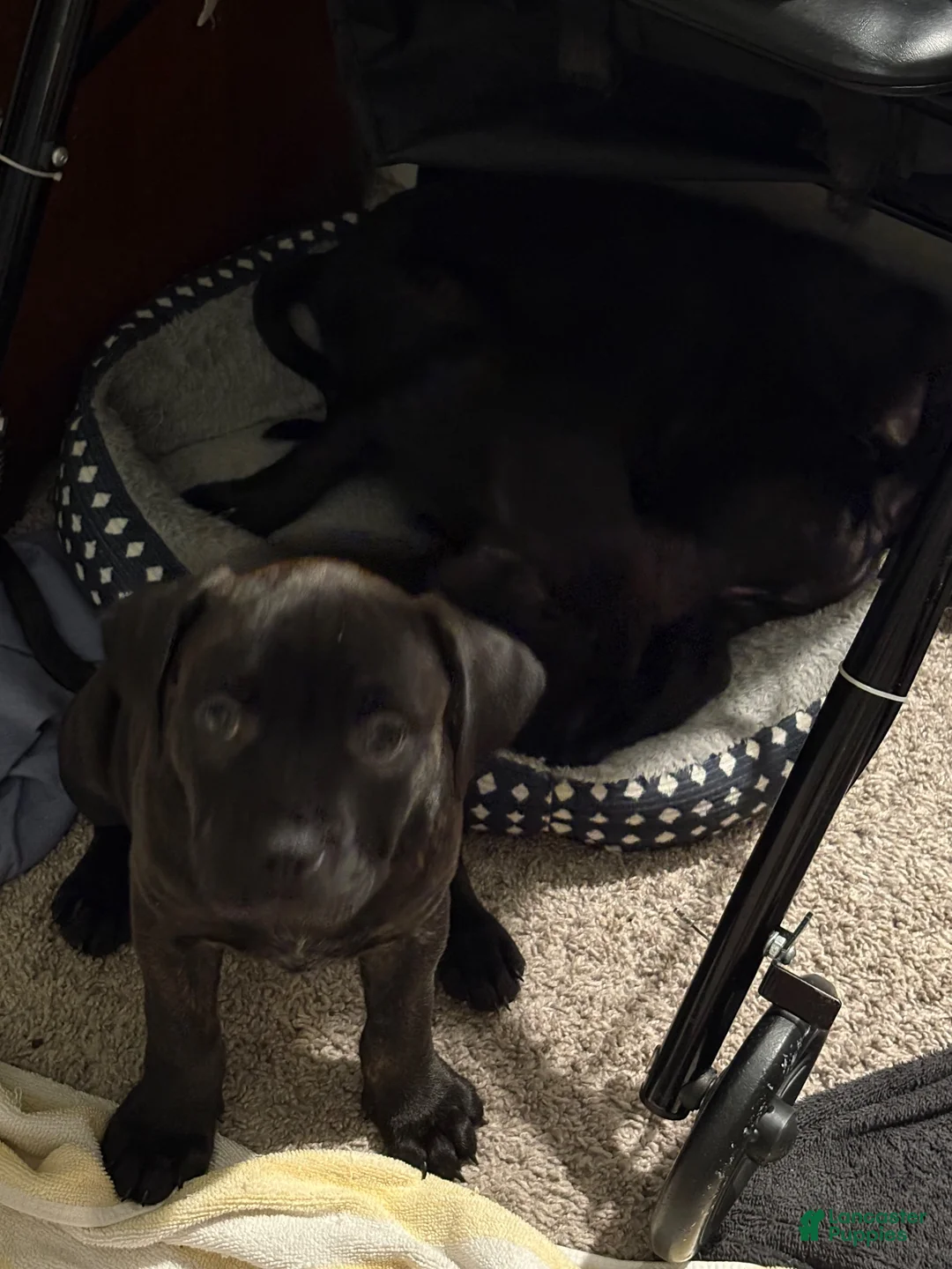 American Pit Bull Terrier dogs for sale: Killo - Ad 7