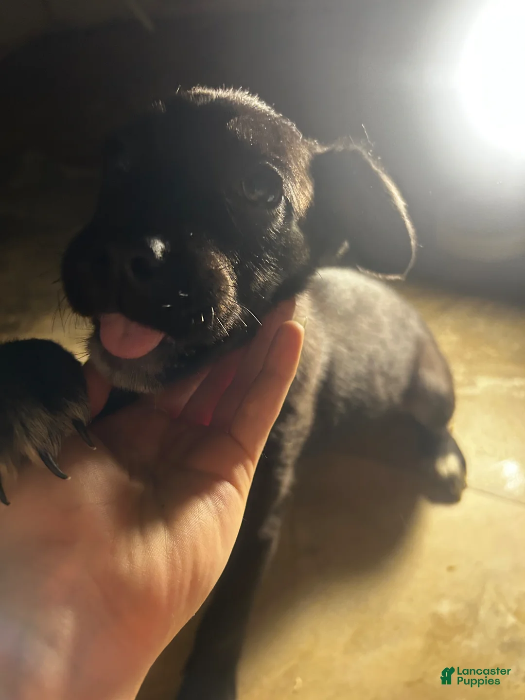 Gallery Image {{count}}