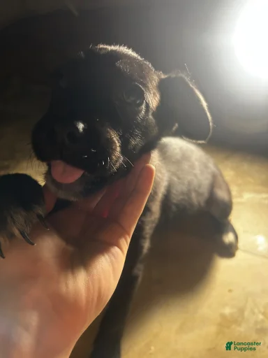 Gallery Image {{count}}