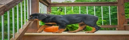 Rottweiler dogs for sale:  Sasha 🐾 - Ad 6