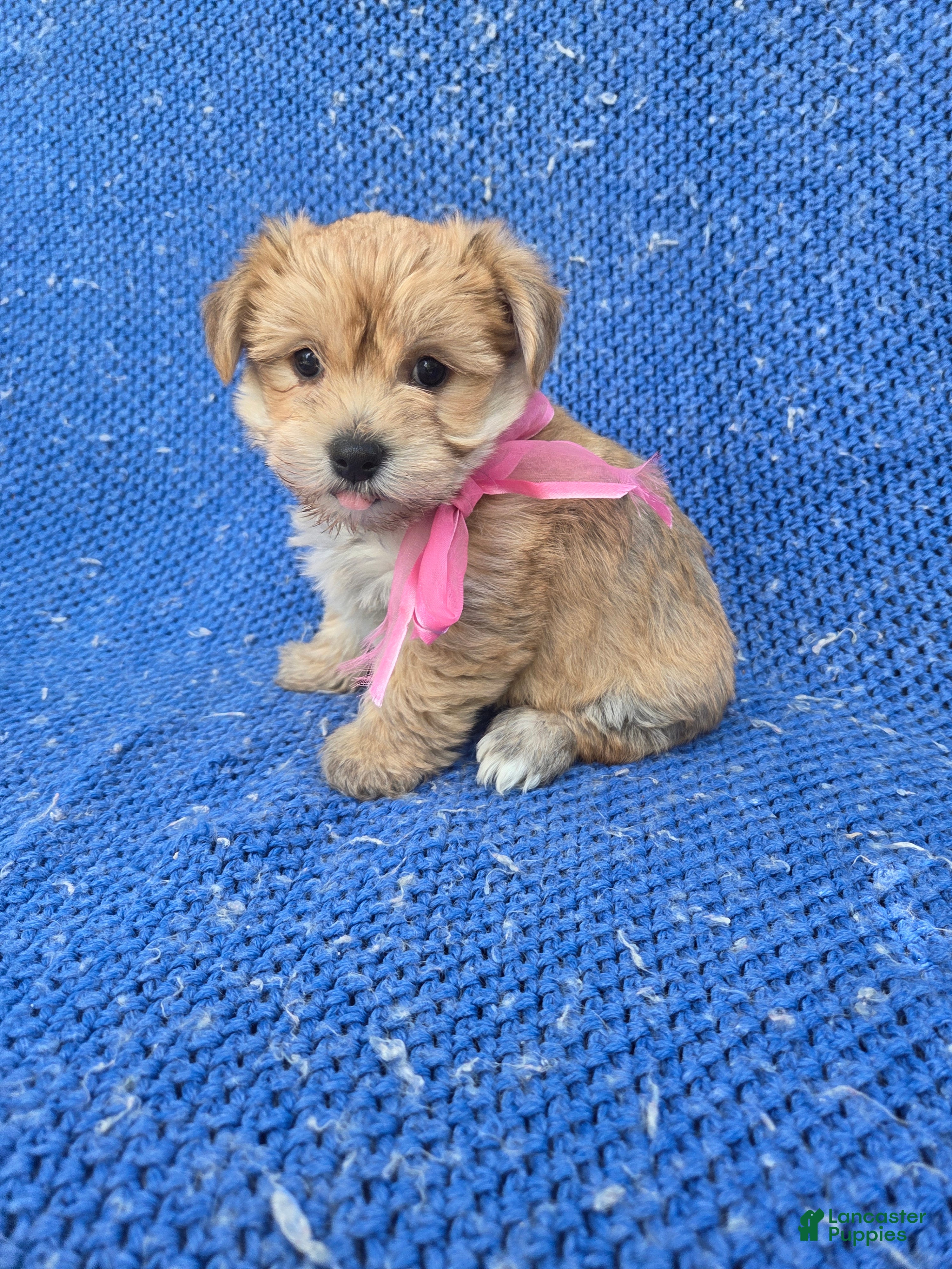 Morkie dogs Diana - Ad 15