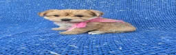 Morkie dogs for sale: Diana - Ad 1