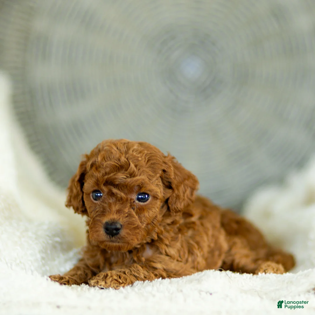Toy Poodle dogs for sale: Guther Toy Poodle  - Ad 1