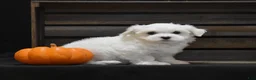 Maltese dogs for sale: Niko - Ad 3
