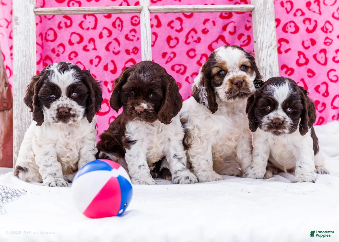 Cocker Spaniel dogs for sale: Whiskers - Ad 7