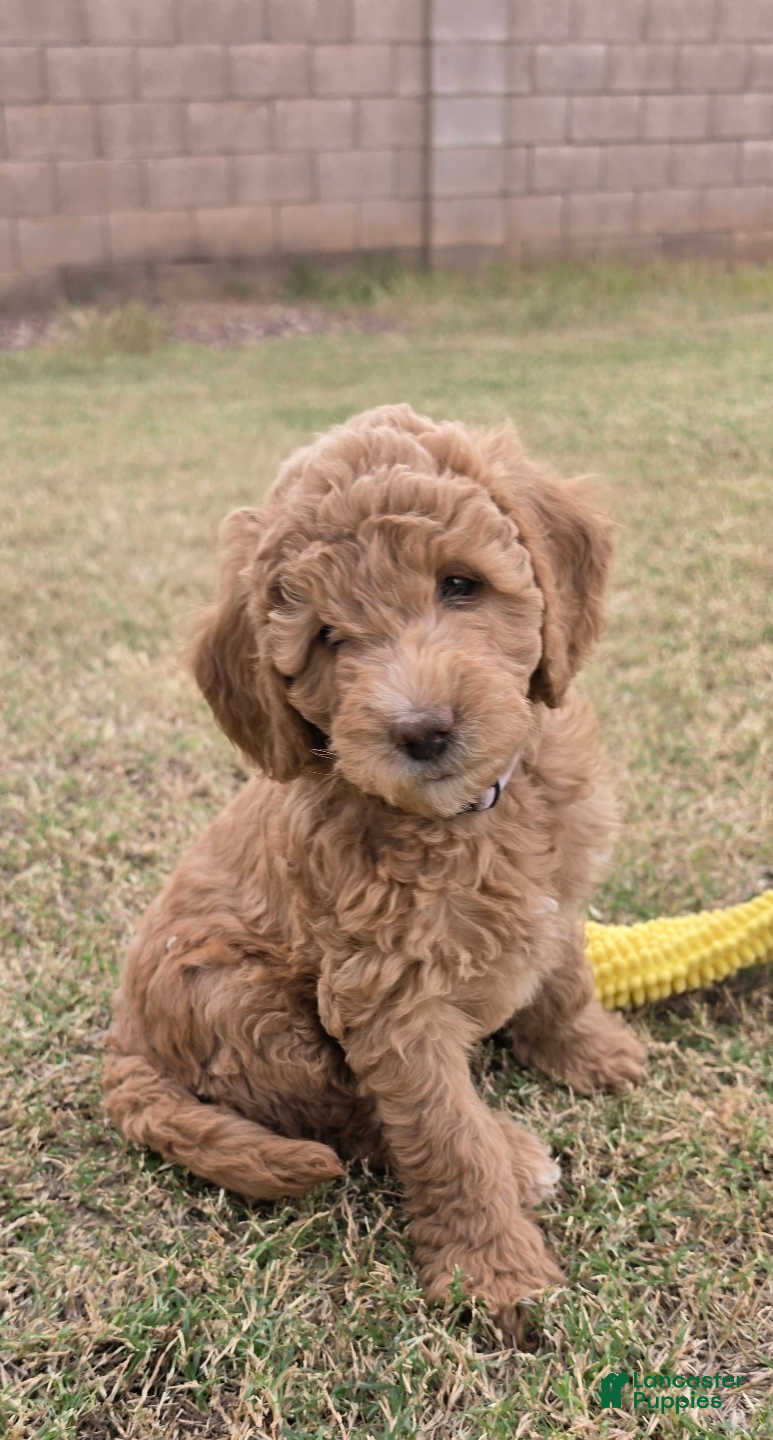 Mini Goldendoodle dogs for sale: Grace (27 - 33 lbs full grown) - Ad 2
