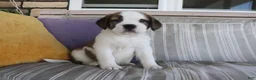 Saint Bernard dogs for sale: Mary - Ad 3