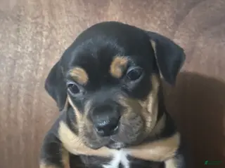 American Bully dogs for sale: American Bully Puppy 2 - Ad 1