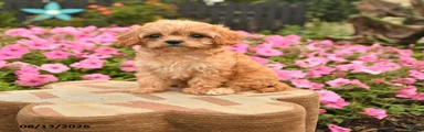 Coco 