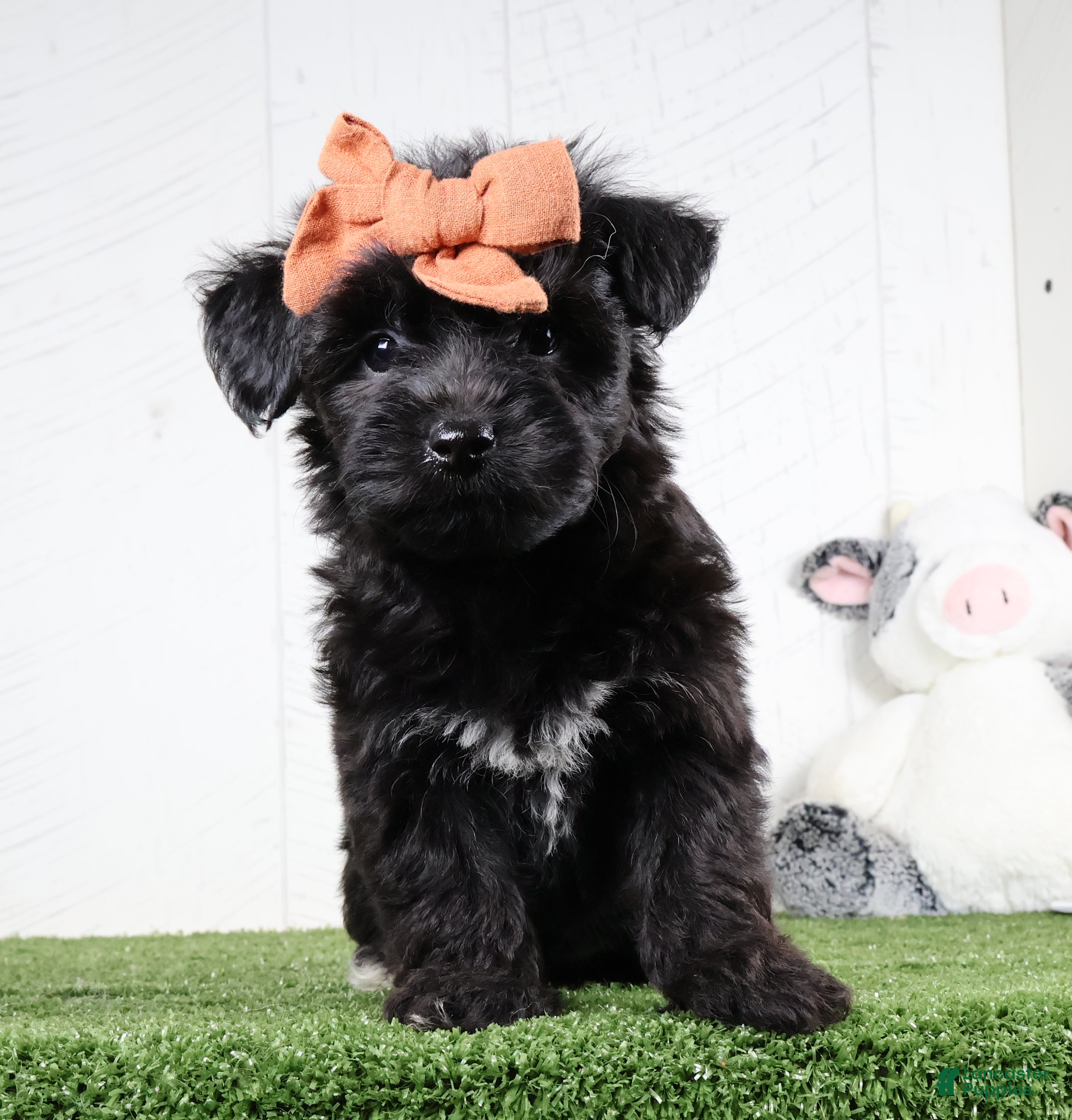 Yochon dogs Kacey - Ad 2