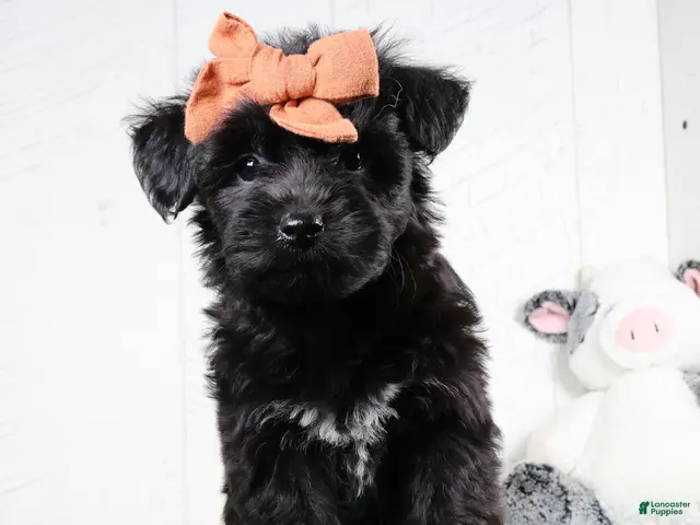 Yochon dogs for sale: Kacey - Ad 2