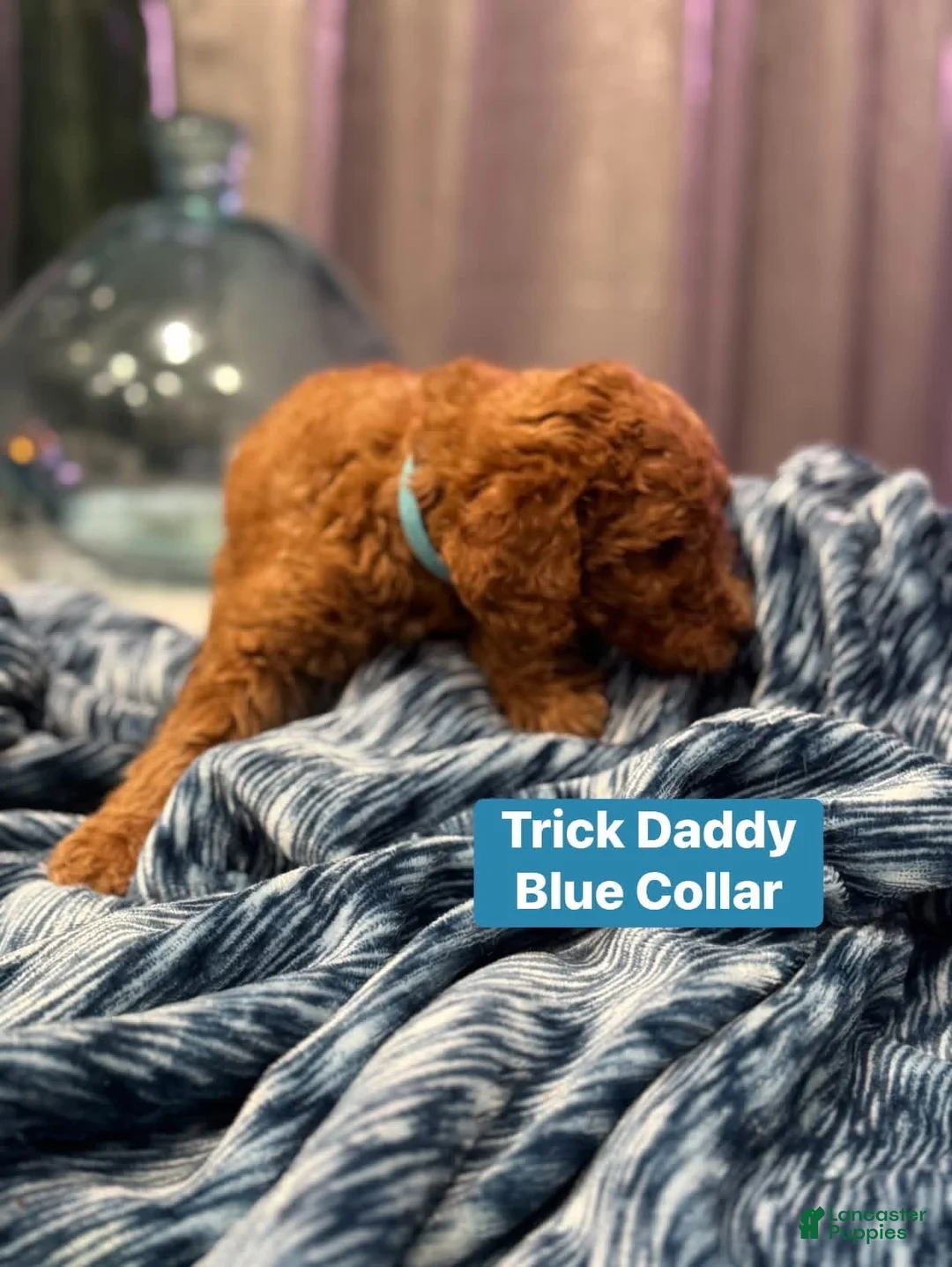Standard Poodle dogs for sale: Trick daddy blue collar  - Ad 1