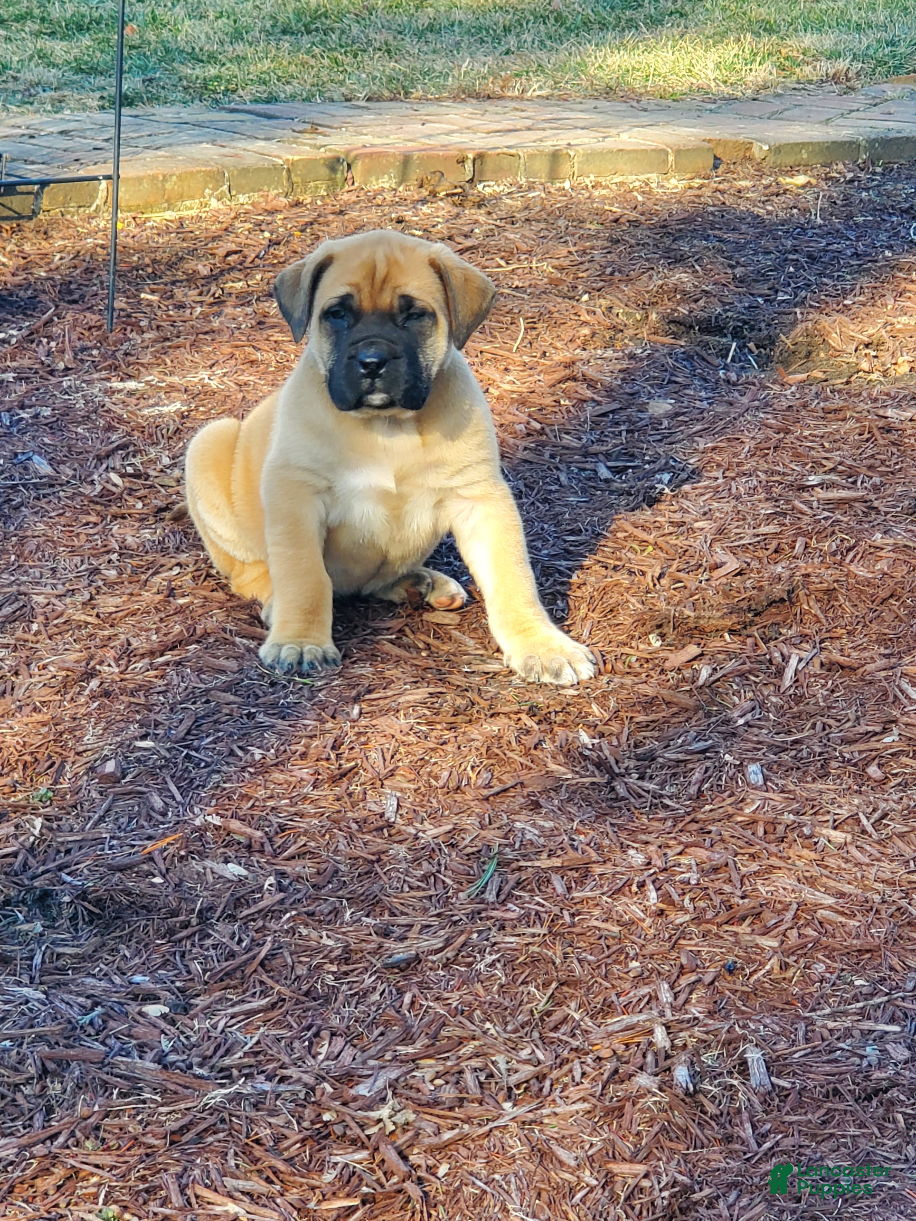 English Mastiff dogs Ryleigh - Ad 1