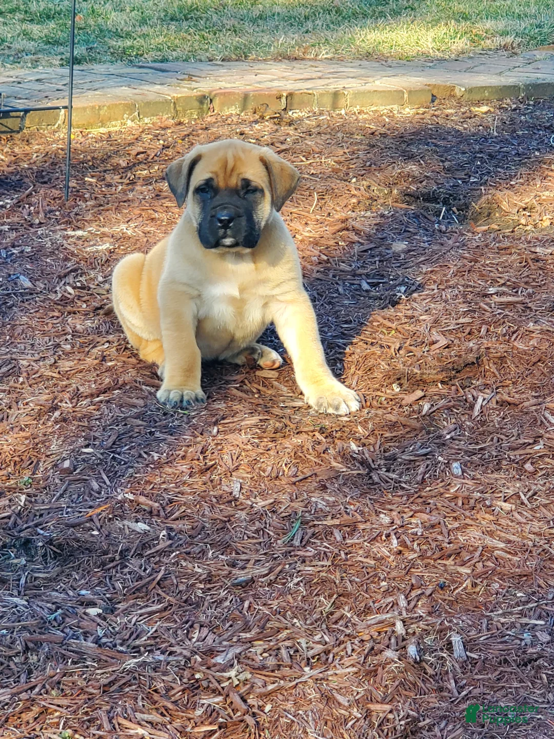 English Mastiff dogs for sale: Ryleigh - Ad 1
