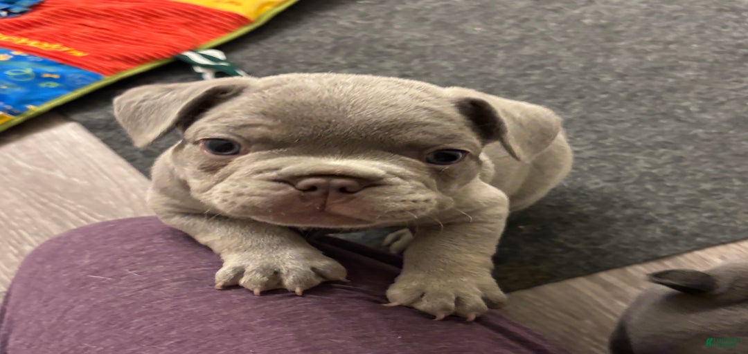 Gallery Image {{count}}