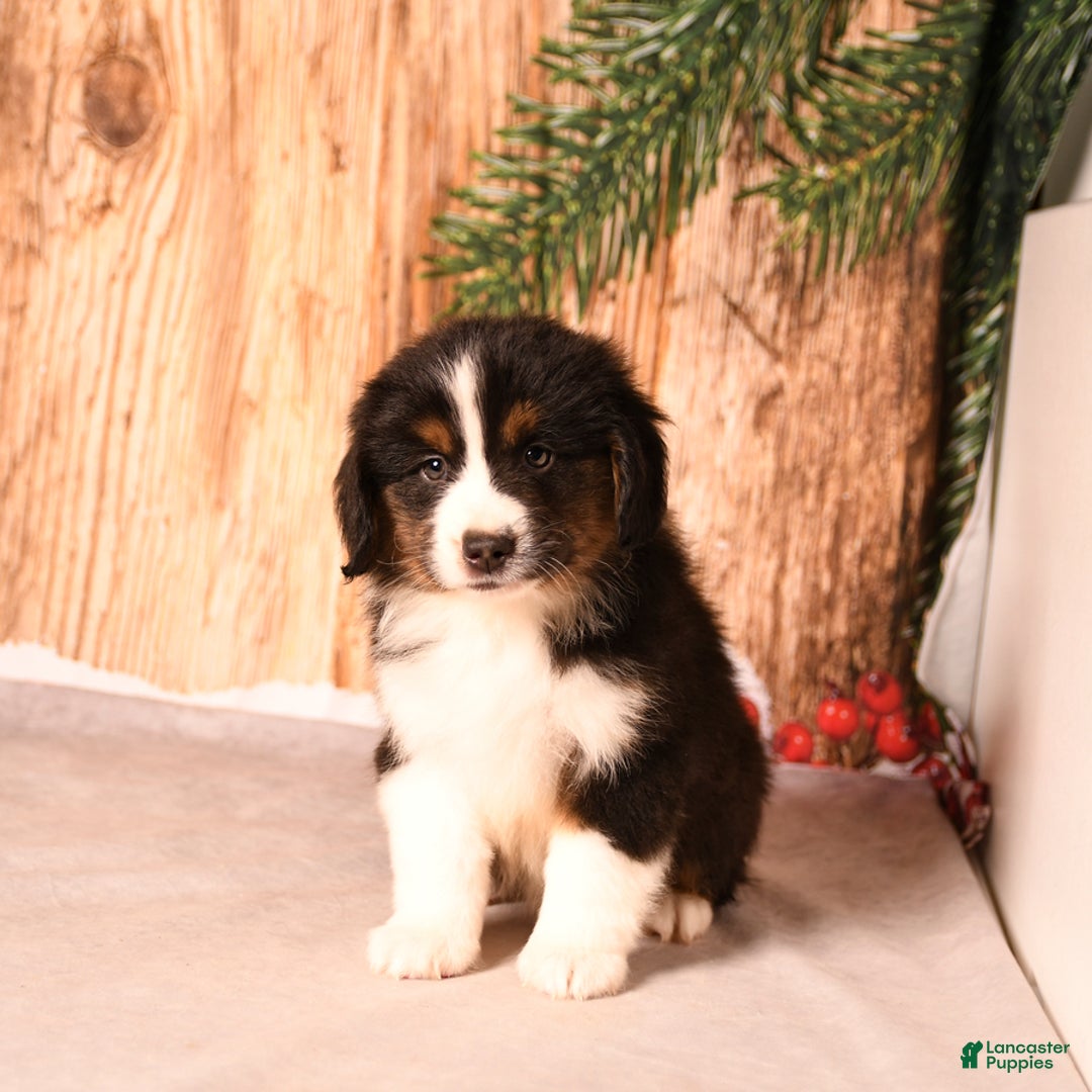 Miniature Australian Shepherd dogs for sale: Blizzard - Ad 2