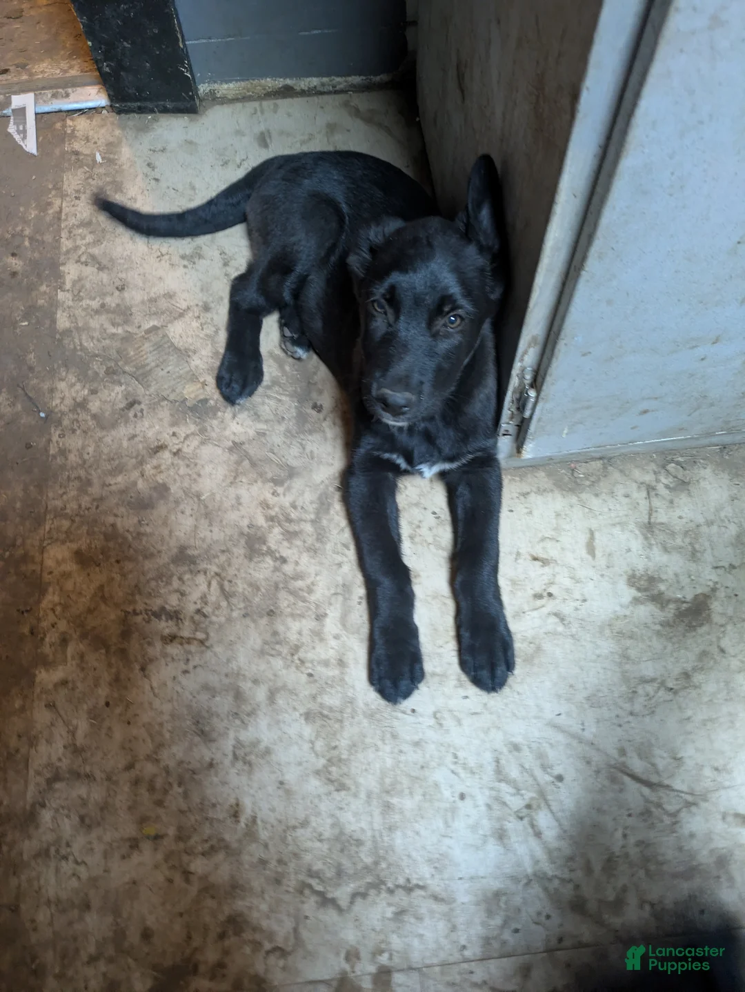 Mixed Breed dogs for sale: Mixed Breed Puppy 6 - Ad 1