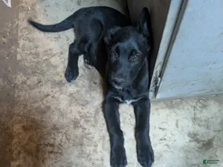 Mixed Breed dogs Mixed Breed Puppy 6 - Ad 23