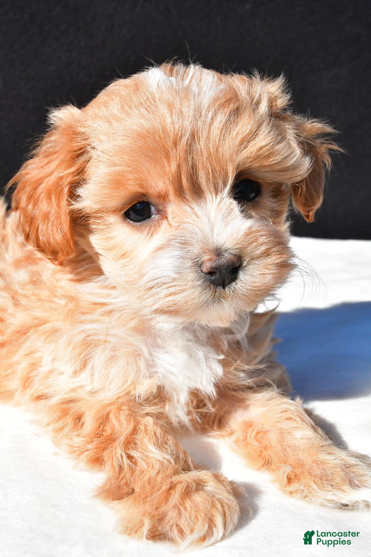 Maltipoo dogs for sale: Cassidy - Ad 2