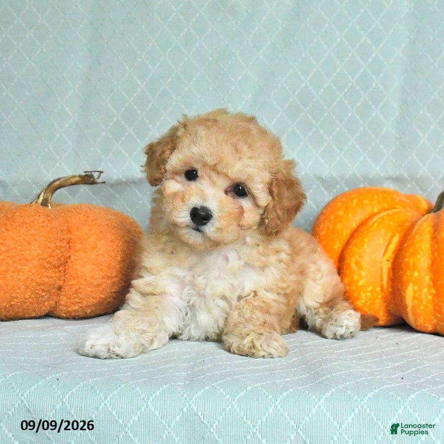 Maltipoo dogs Taffy - Ad 1