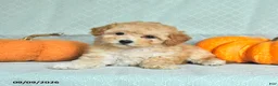Maltipoo dogs for sale: Taffy - Ad 1