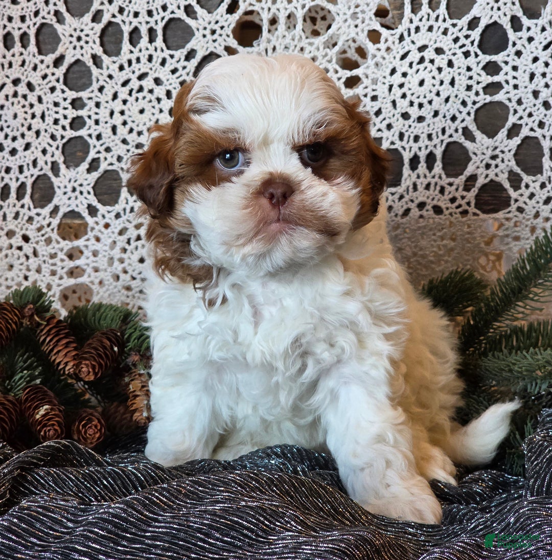 Shihpoo dogs for sale: Jimmy - Ad 4