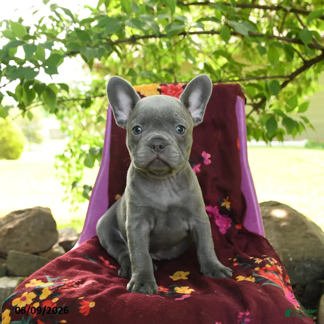 French Bulldog dogs for sale: Fifi - Ad 1