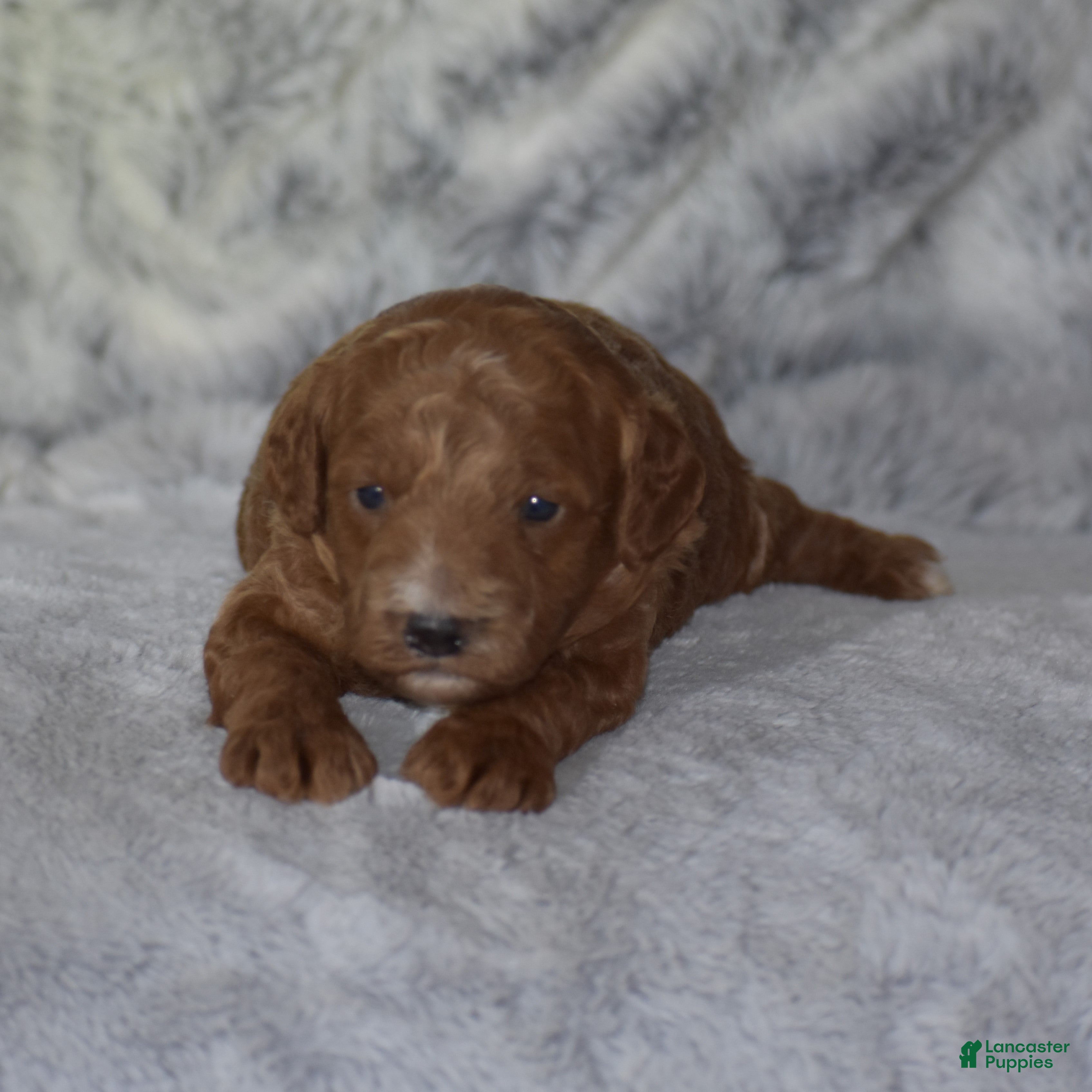 Miniature Poodle dogs Linnie - Ad 1