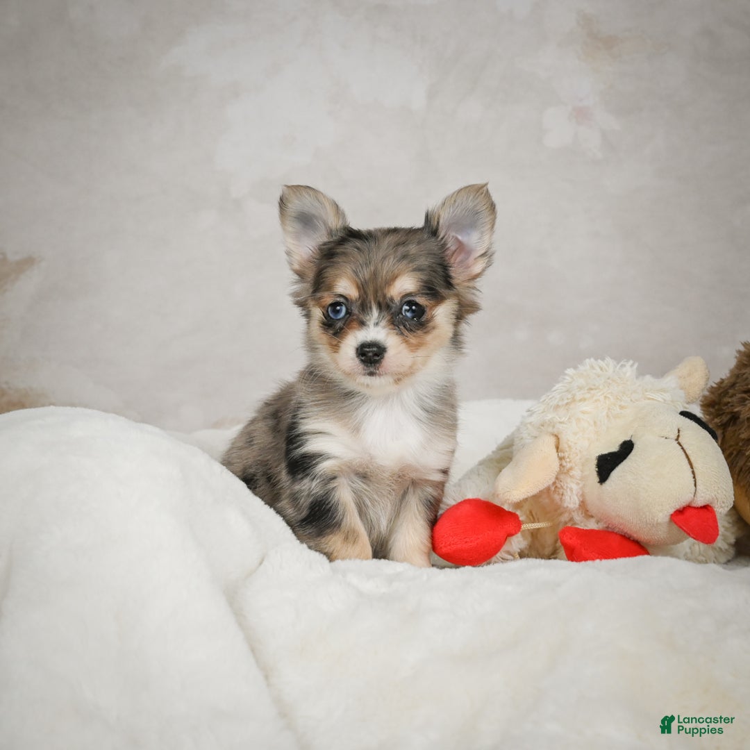 Chihuahua dogs for sale: Sunshine - Ad 8