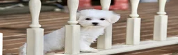 Teddy Bear dogs for sale: Savannah - Ad 5