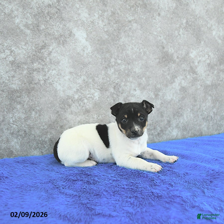 Mixed Breed dogs Theo - Ad 21