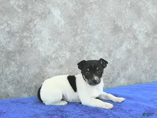 Mixed Breed dogs Theo - Ad 10