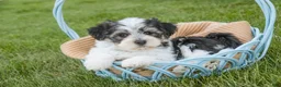 Havanese dogs for sale: Francesca - Ad 6